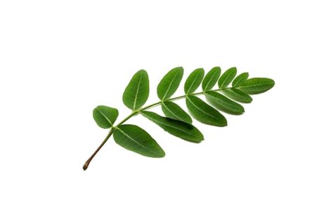 Tamarinier